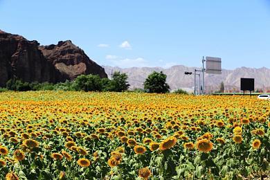 电影《镖人》7月新疆开机拍摄 吴京及谢霆锋参演
